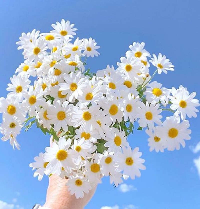 Ảnh hoa cúc trắng hình hoa cúc trắng đẹp  QuanTriMangcom