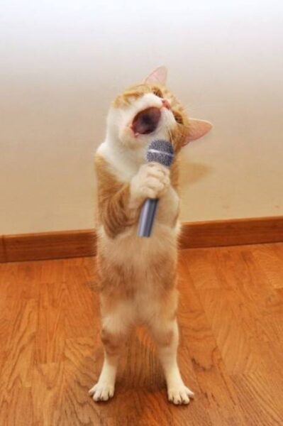 Ảnh mèo bựa cầm mic hát