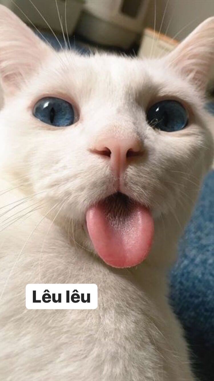 101+ Hình Hình ảnh Mèo Bựa, Meme Hài Hước Đăm chiêu Cười 'Gớt' Nước Mắt