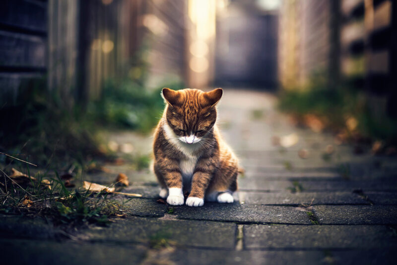 Ảnh mèo buồn đang ngồi giữa đường