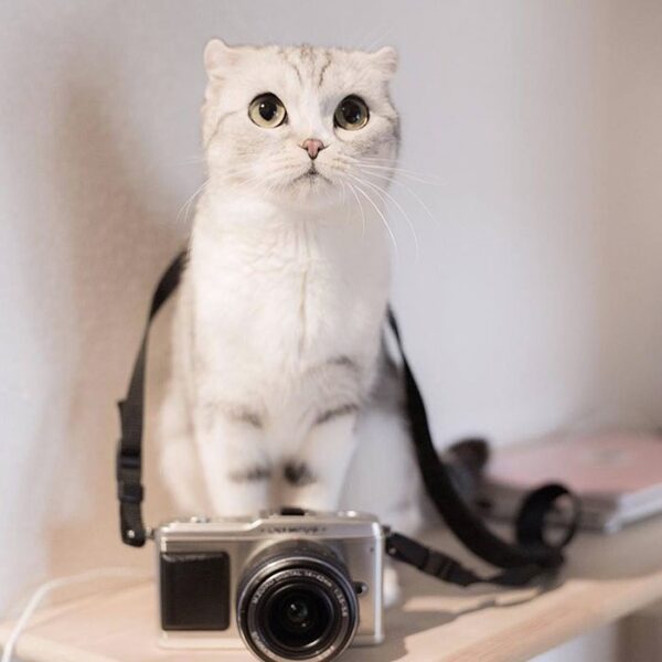 Ảnh mèo tai cụp bên chiếc máy ảnh Sony
