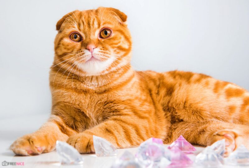 Một bức ảnh của một con mèo gấp với bộ lông vàng