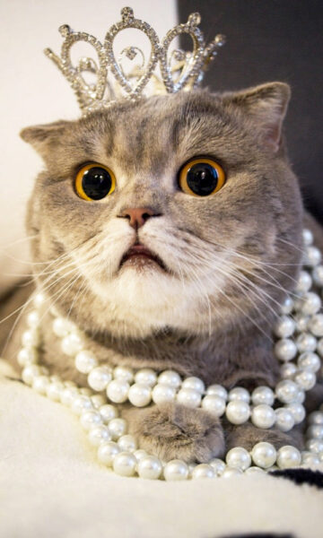 Foto einer Katze mit gefalteten Ohren und luxuriösen Accessoires