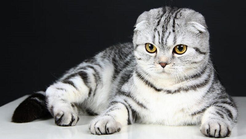 Ein Foto einer Katze mit gestreiften Ohren
