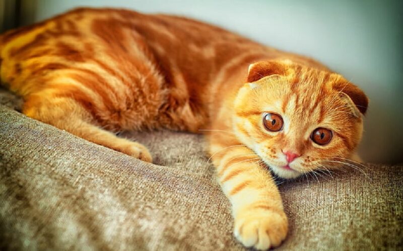 Foto einer goldenen Katze mit gefalteten Ohren