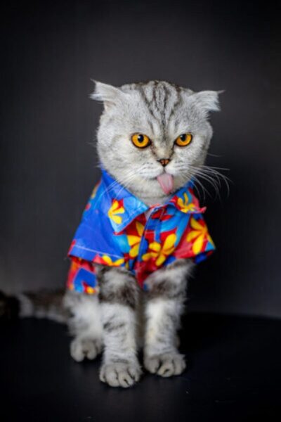 Ein Foto einer Katze mit Schlappohren, die ein süßes Hemd trägt