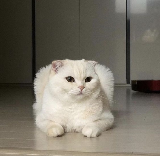 Foto einer faul sitzenden Katze mit gefalteten Ohren