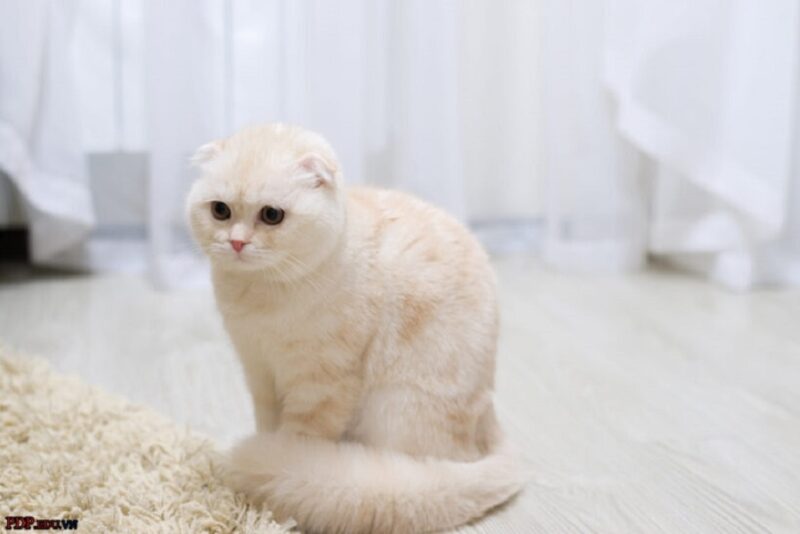 Foto einer Katze mit gefalteten Ohren mit einer einzigartigen Fellfarbe