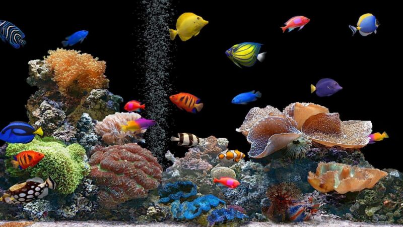 Ảnh nền cá 3D đủ màu sắc
