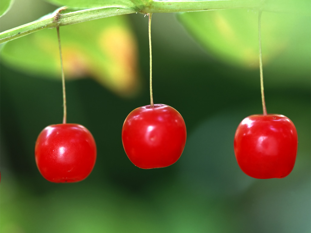 Chia sẻ 70 màu hình nền trái cherry cute hay nhất  cbnguyendinhchieu