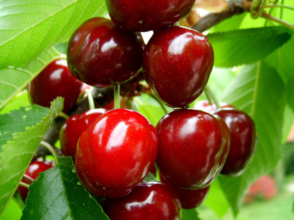 Cherry Trái Ngọt Màu Hồng Dễ Thương Hình Nền Cho Tải Về Miễn Phí  Pngtree