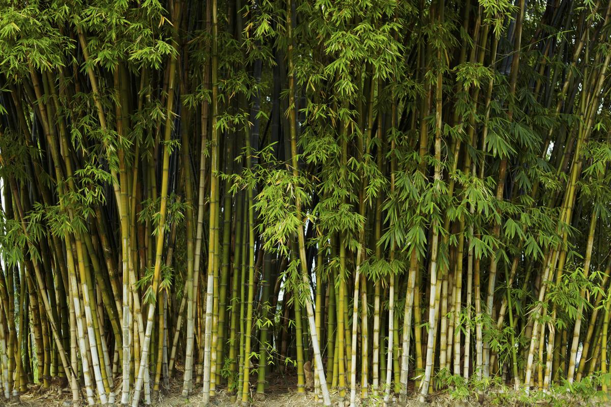Hãy bảo tồn các lũy tre xanh Tiếng Việt