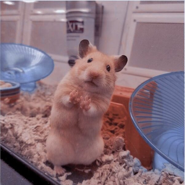 Hình ảnh về chuột hamster cute trong bộ lông mịn và nhìn rất đáng yêu chắc chắn sẽ làm bạn mê mẩn. Hãy thưởng thức hình ảnh này để cảm nhận sự đáng yêu và tình cảm của chú chuột nhỏ này.