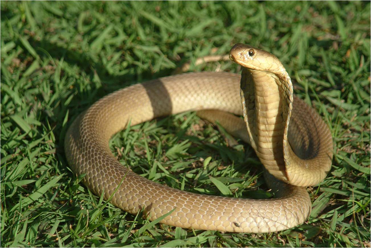 50 hình ảnh rắn đẹp và ấn tượng nhất