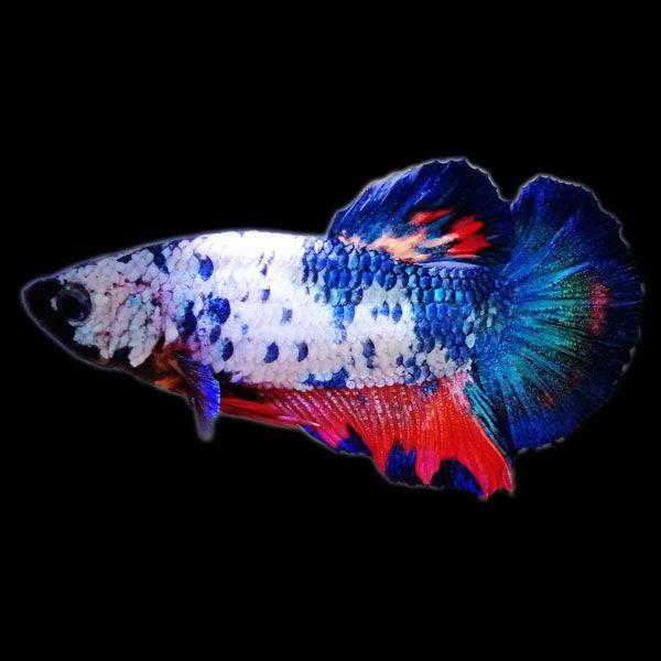 Das beste 4k-Full-Hd-Betta-Galaxy-Fisch-Hintergrundbild für Handys