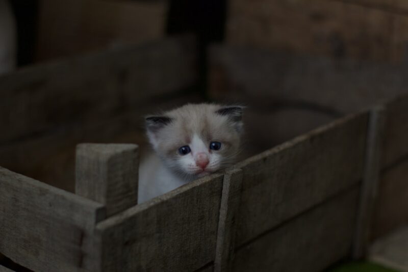 Hình mèo buồn ngồi trong cũi gỗ