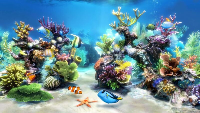 Hình nền cá 3D cùng các loài vật khác