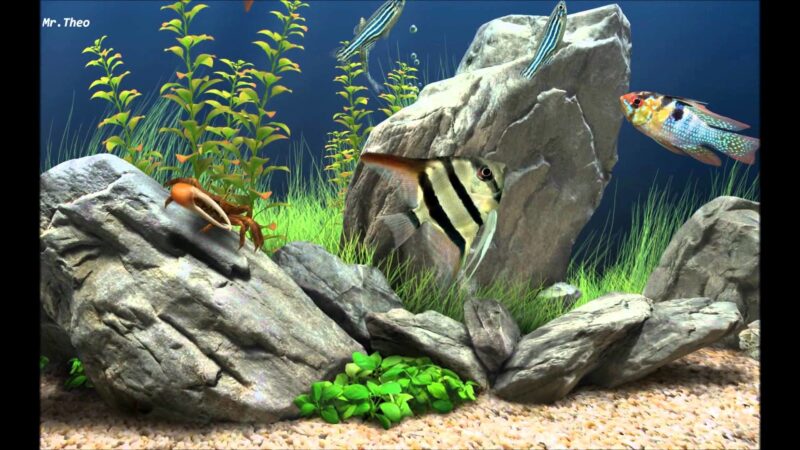 Hình nền cá 3D trong bể cá
