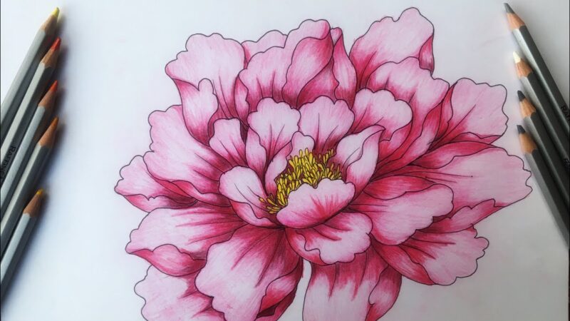 Cách vẽ Vẽ bông hoa 5 cánh cực kỳ đơn giản