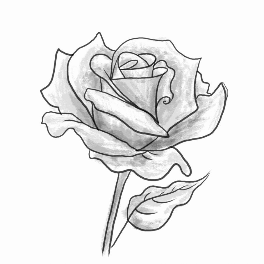 Bật mí mẹo vẽ hoa hồng bằng chì vừa đẹp vừa dễ làm