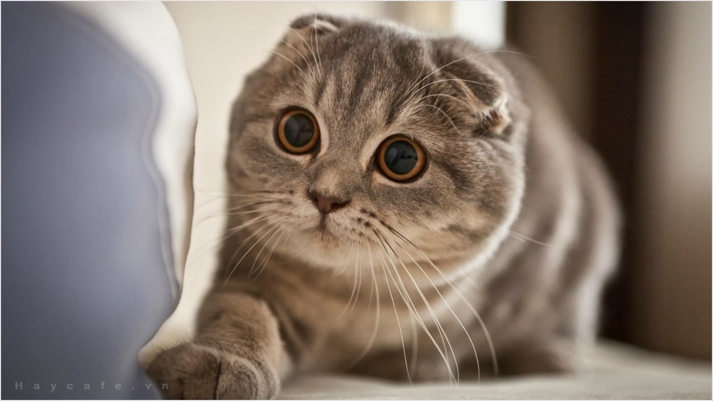 Ảnh Mèo Tai Cụp Ấn Tượng, Dễ Thương, Siêu Cấp Đáng Yêu - Trường Tiểu Học  Đằng Lâm