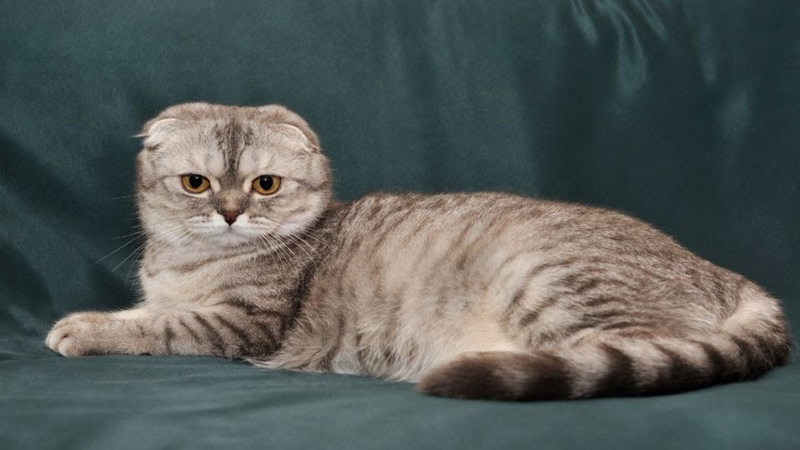 ảnh mèo Tai Cụp siêu đáng yêu