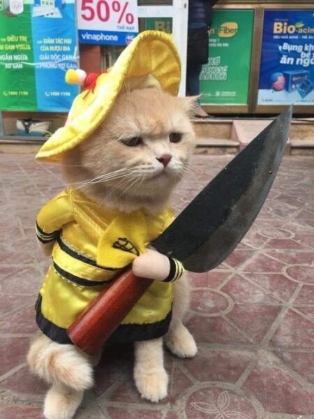 ảnh mèo chế cầm dao