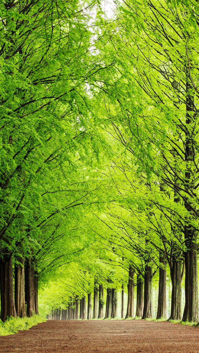 Background cây xanh đẹp tươi mát và cảm hứng nhất