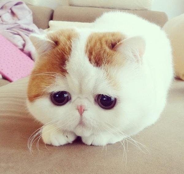 avatar Mèo buồn cute