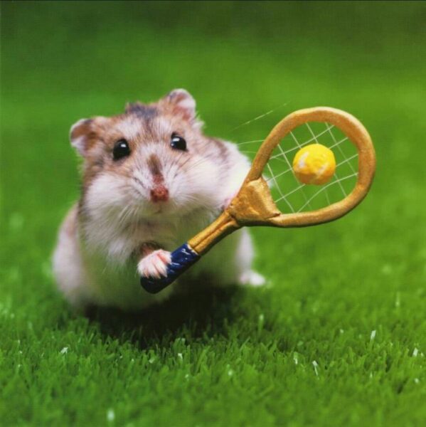 Được mệnh danh là một trong những loài động vật nhỏ nhất và đáng yêu nhất trên trái đất, chuột hamster cute này vẫn có thể khiến bạn bị mê hoặc bởi vẻ đáng yêu của nó. Xem ngay để cảm nhận sự đáng yêu đó!