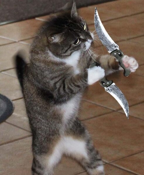 hình meme mèo cầm dao phóng lợn