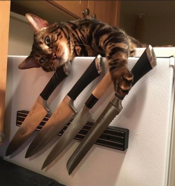 hình mèo cầm dao phóng lợn làm meme