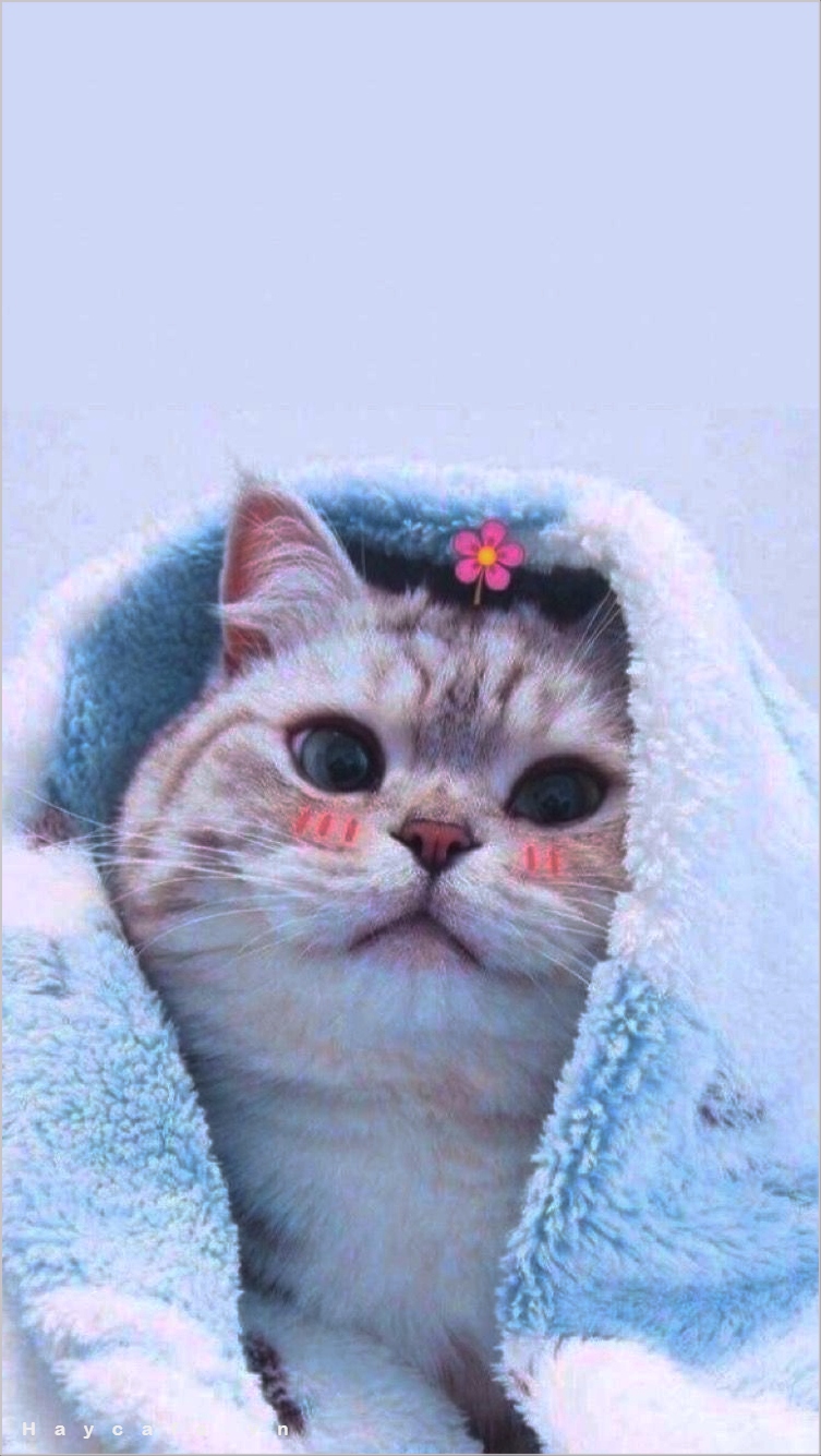 Cập nhật 65 về meo cute hình nền mèo dễ thương hay nhất  cdgdbentreeduvn