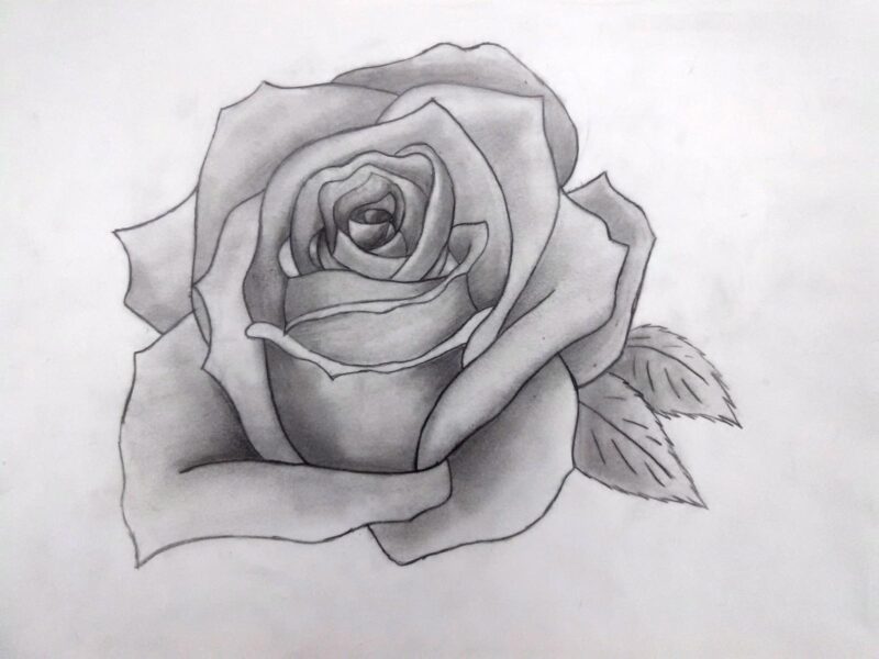 Hướng dẫn Từng bước cách vẽ một bông Hoa Hồng Siêu Đẹp vẽ hoa hồng bằng  bút chì  YouTube