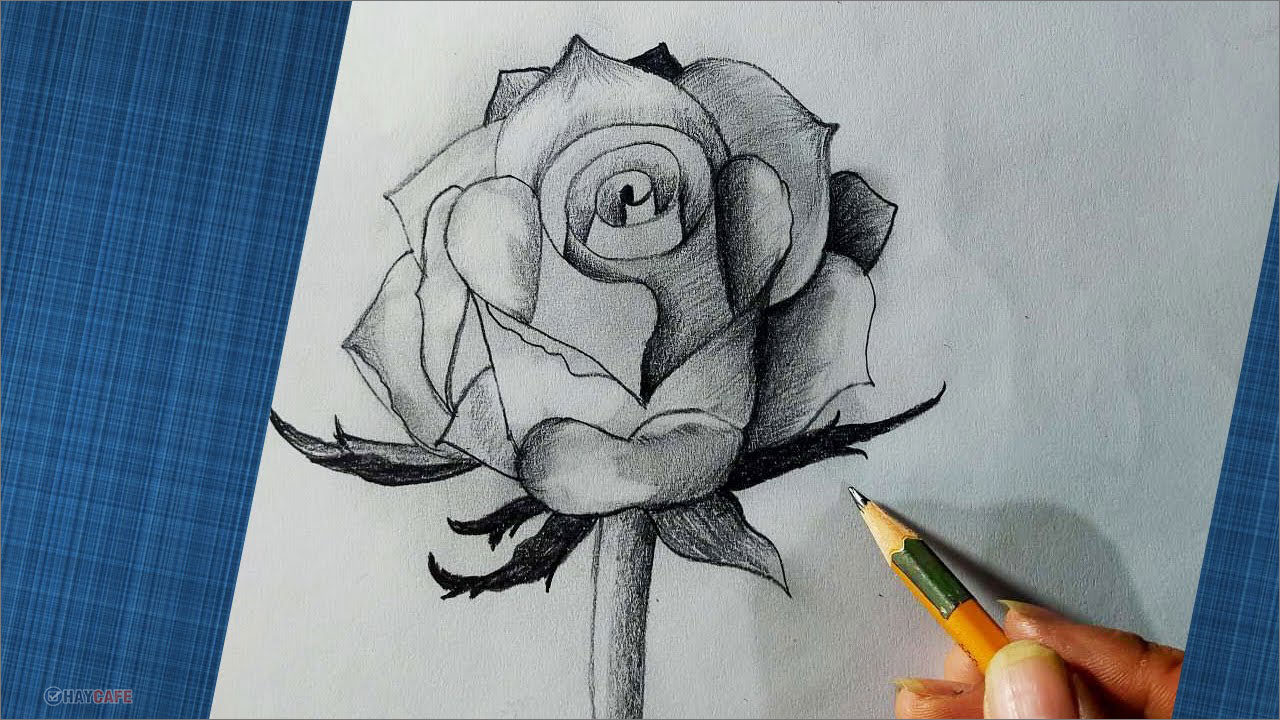 Vẽ hoa bằng bút chì  how to draw a rose with pencil the easy way