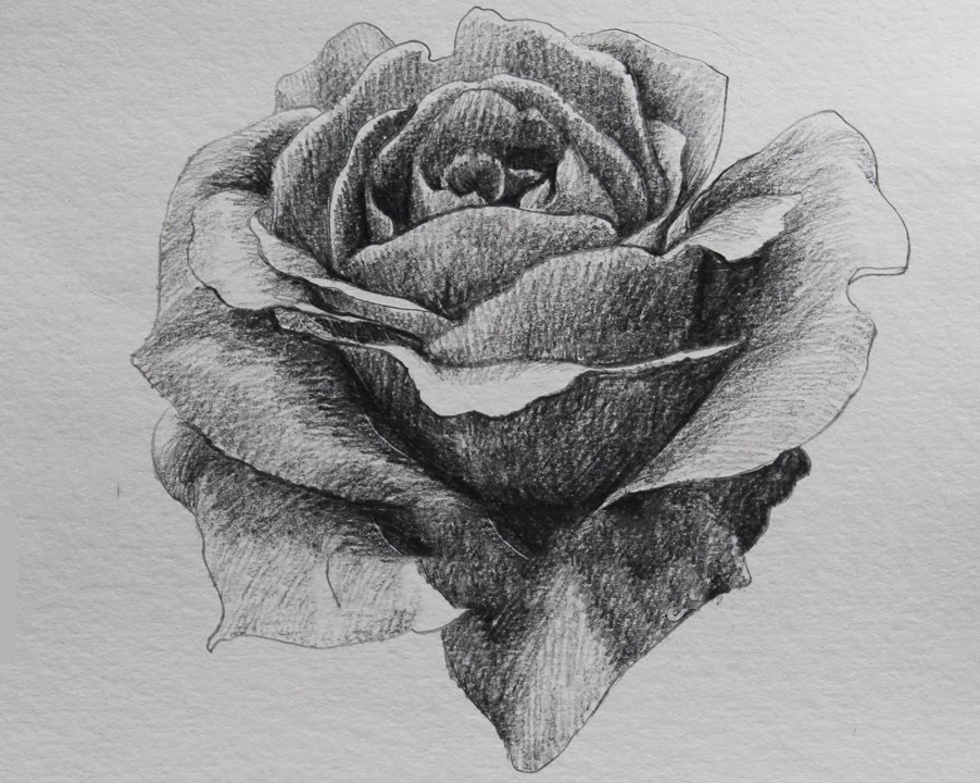 Mẫu vẽ hoa hồng bằng bút chì  rose pencil