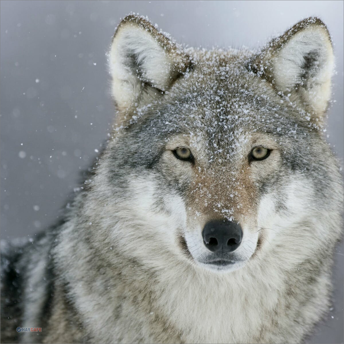 Top 52+ về hình chó sói mới nhất - cdgdbentre.edu.vn