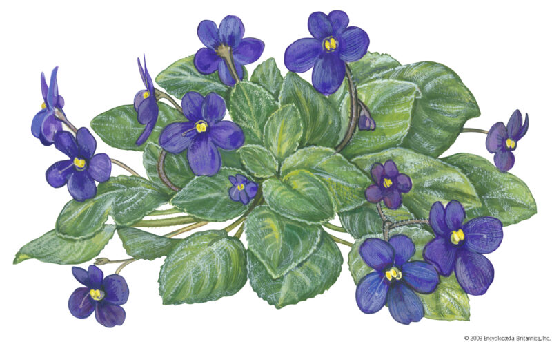 Hướng dẫn cách vẽ hoa violet xanh đơn giản đẹp nhất