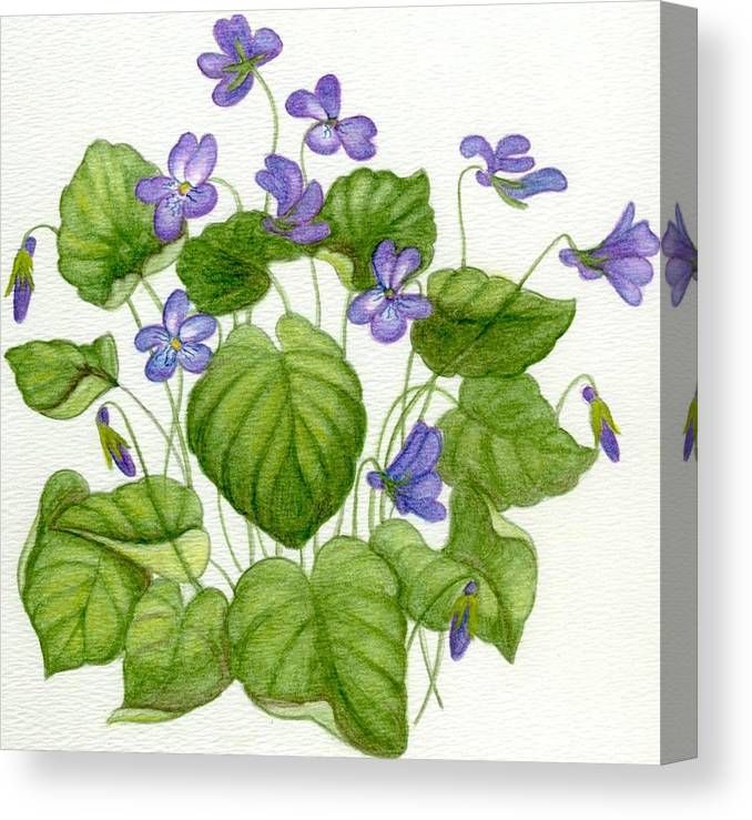 Cách vẽ hoa Violet đơn giản đẹp nhẹ nhàng đầy duyên dáng