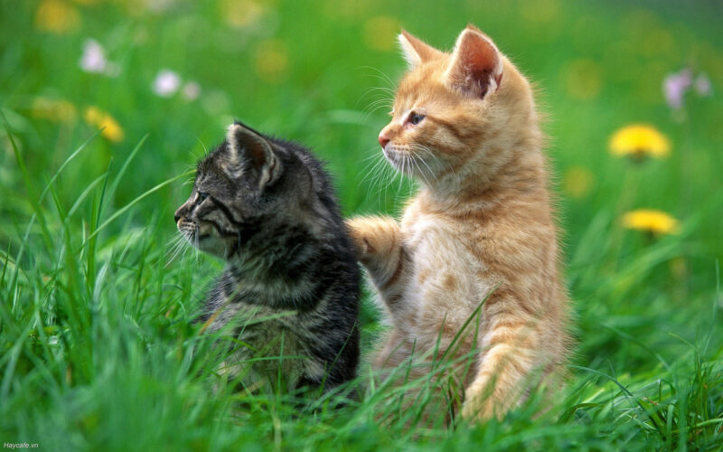 Hình hình họa động vật hoang dã xinh đẹp 2 chú mèo con
