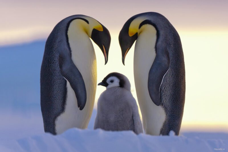 Hình ảnh động vật dễ thương gia đình chim cánh cụt