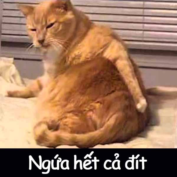 101 Ảnh Meme Mèo Cute Bựa Troll Cười Ra Nước Mắt