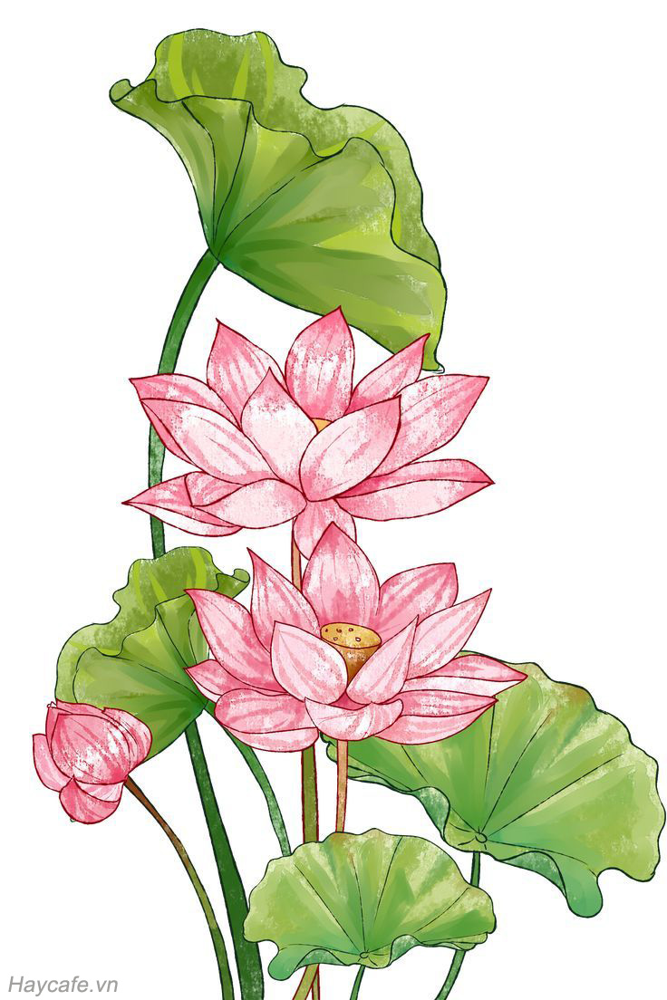 77 Tranh ve hoa sen ideas  lotus painting lily lotus water lilies