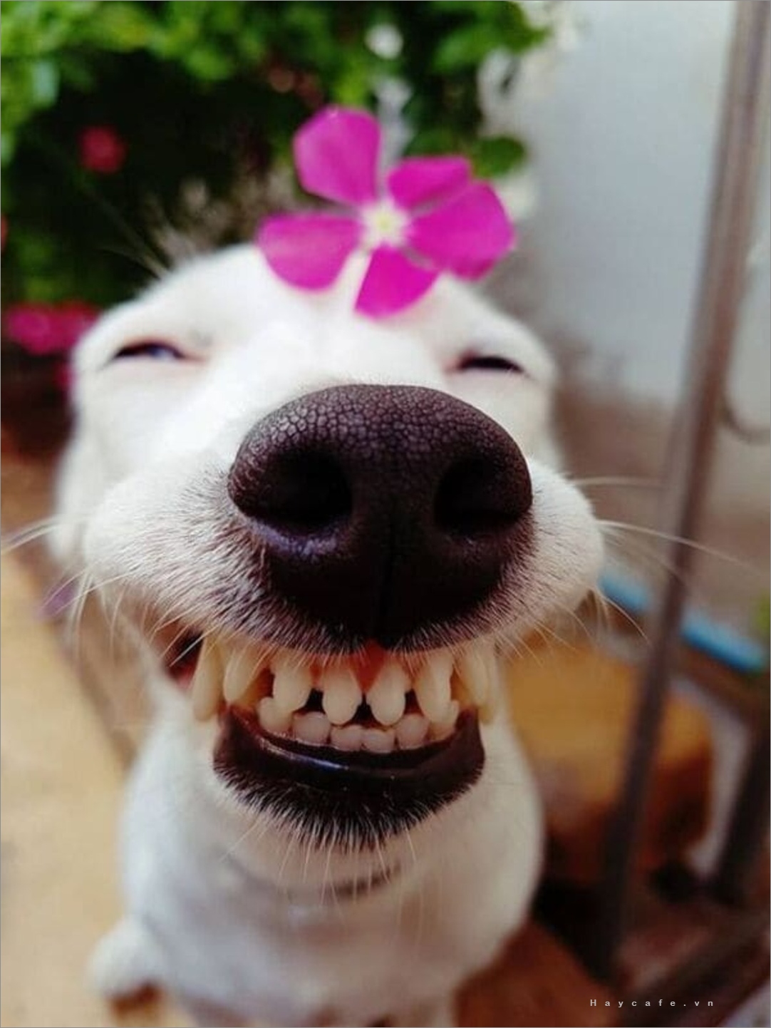 Nếu bạn muốn cười đau bụng, hãy xem hình ảnh chó hài hước của chúng tôi. Từ những tình huống ngộ nghĩnh cho đến cái nhìn đưa ra, bạn sẽ có được một trận cười tươi sáng.