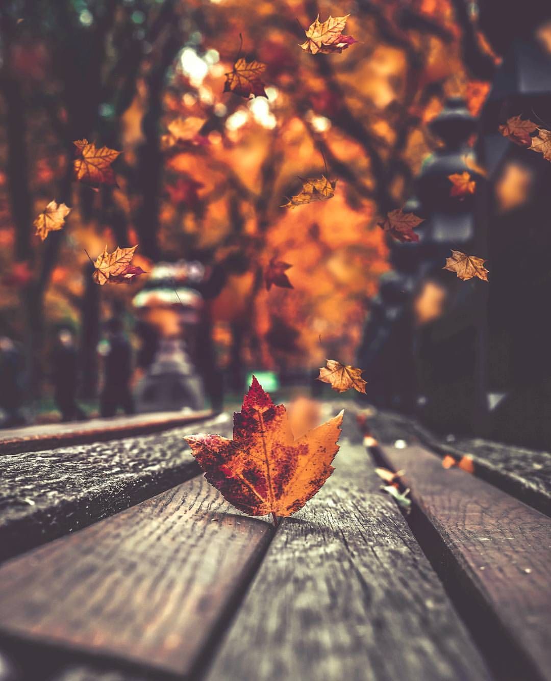 Tuyển tập 20 bài thơ về mùa thu hay và đặc sắc trong ngày thu