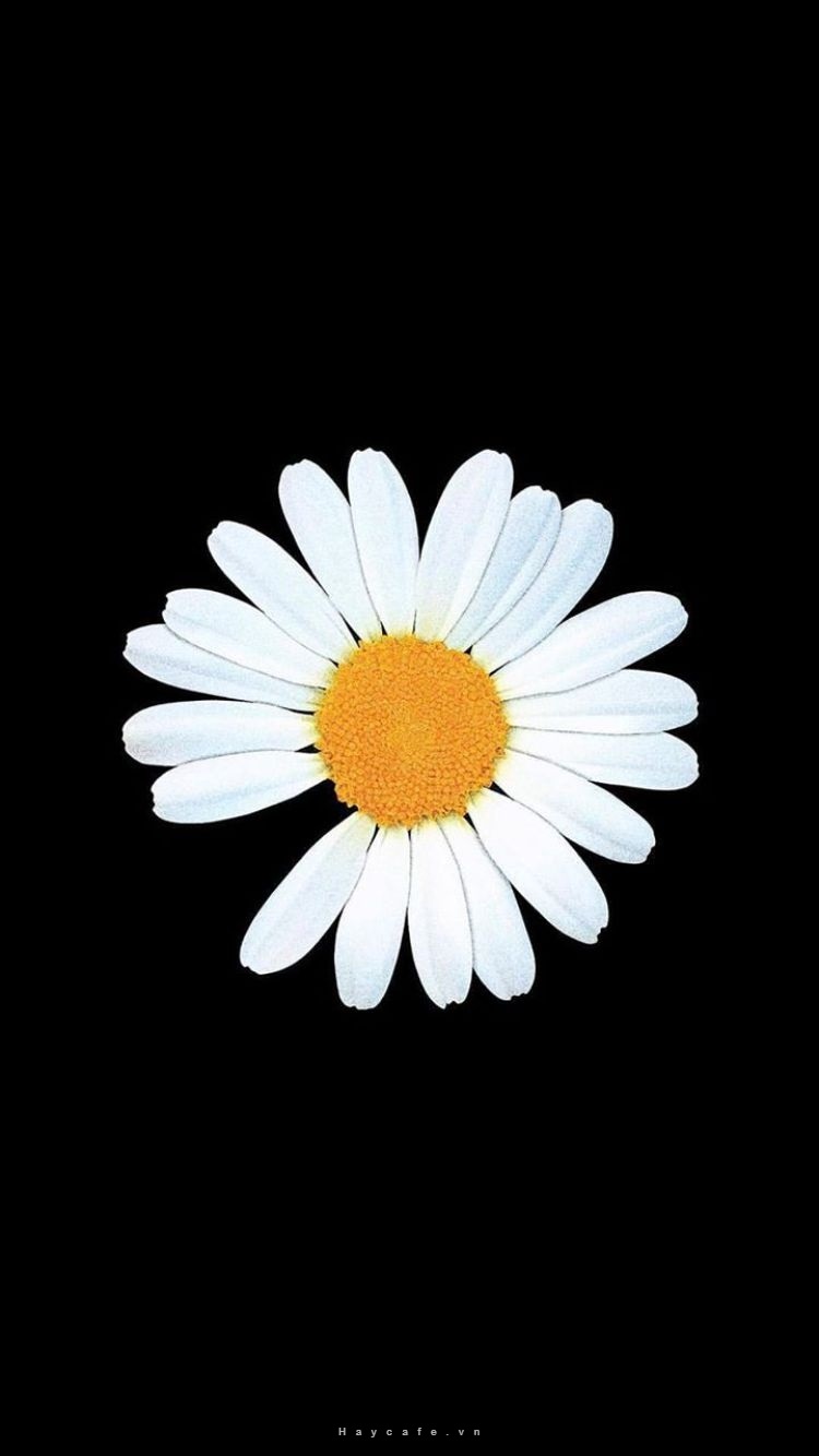 Top 100 Hình nền hoa cúc trắng họa mi vàng trắng nền đen đẹp nhất độc  nhất chất nh  Daisy wallpaper Wallpaper nature flowers Flowers  photography wallpaper