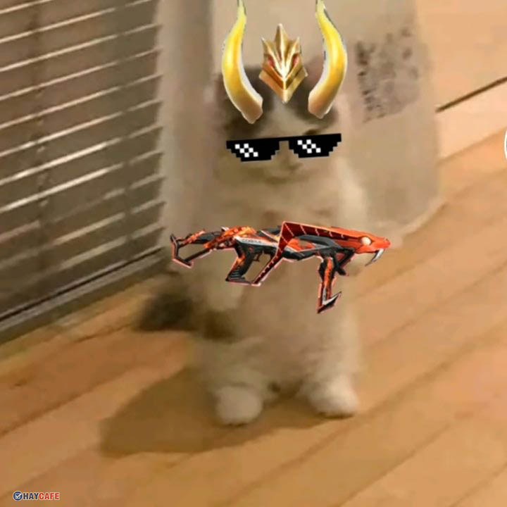 999 Meme mèo cầm súng hài hước  Cute  Bựa nhất  Chăm Sóc Thú Cưng