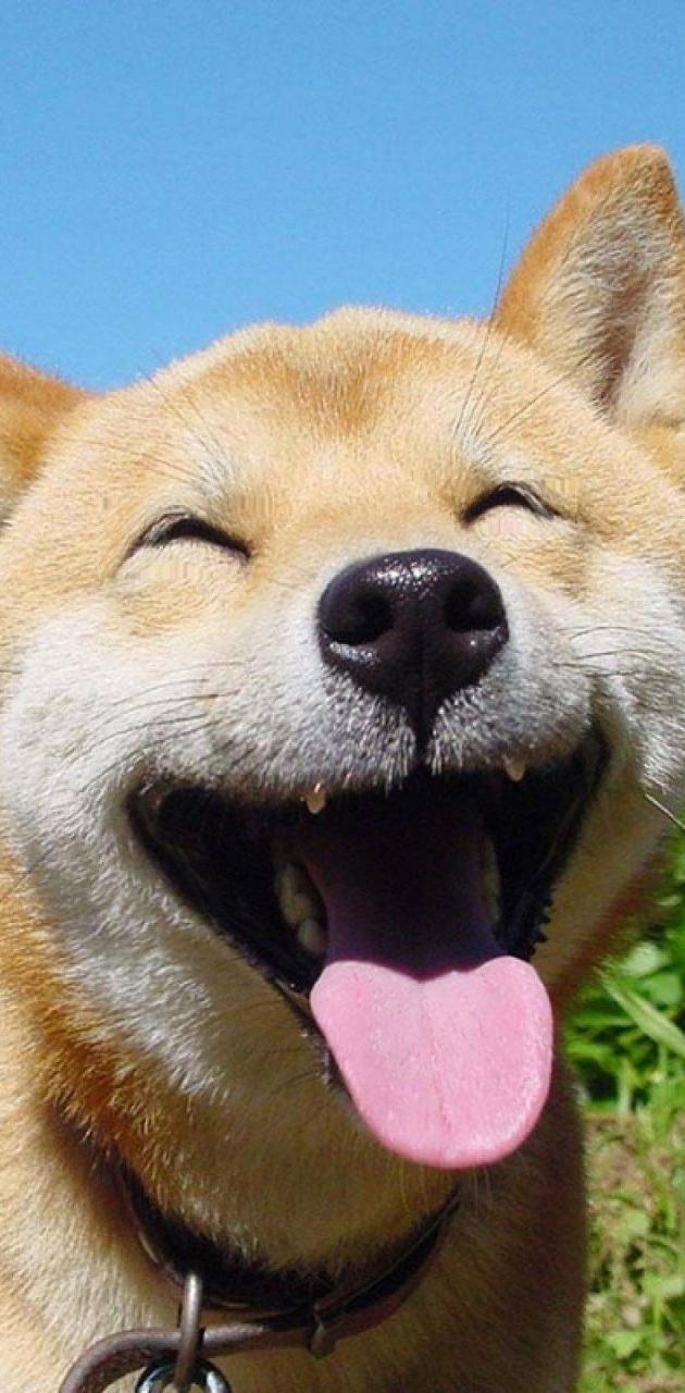 25+ Hình Ảnh Chó Shiba Cute, Đáng Yêu, Làm Con Tim Tan Chảy
