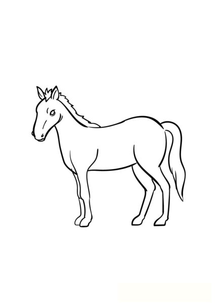 Vẽ con cái Ngựa bước 6