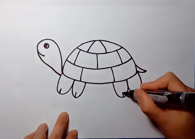 Cách vẽ con cái Rùa bước 7